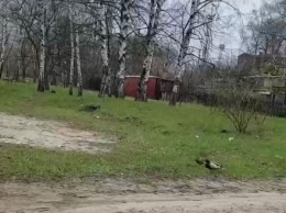 В Харькове по дворам гуляют утки (видео)