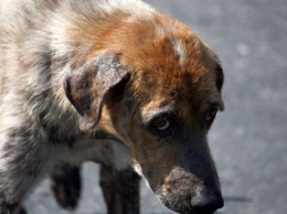 Погибли в страшных муках: в Днепре отравили более 20 собак