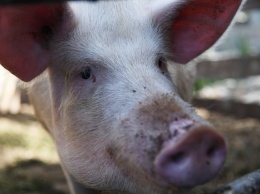 В Киеве зафиксировали случай африканской чумы свиней
