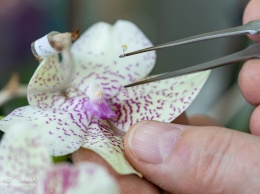 Ученые планируют размножить редкие крымские орхидеи