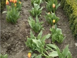 В Запорожье изуродовали клумбу с тюльпанами - фото