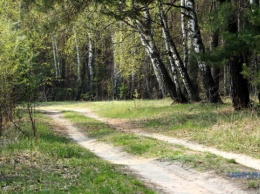 Украине следует переводить леса в частную собственность - эксперты