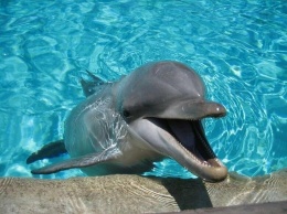 Под Мариуполем нашли дельфина со вспоротым брюхом, - ВИДЕО