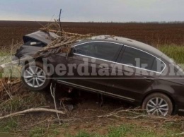 Пьяная женщина на иномарке снесла дерево, вылетев с трассы в Запорожской области