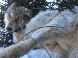 "Единоросс" Хахалов запытал до смерти живого волка, раздавив его снегоходом
