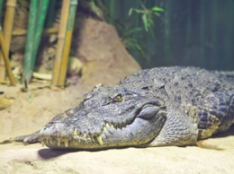 В Китае онлайн-магазин прислал покупателю крокодила вместо рыбки