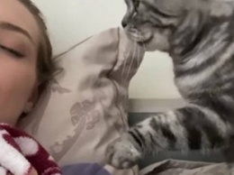 Забавный ролик: кошка пыталась разбудить хозяйку