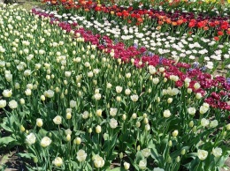 В херсонском ботсаду зацвели тысячи тюльпанов