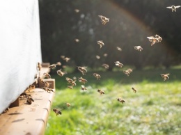 В Нидерландах провели четвертую национальную перепись пчел