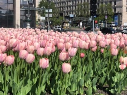 В Киеве в честь Героев Небесной сотни расцвели 100 тысяч тюльпанов