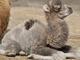 В зоопарке Мариуполя родился верблюжонок
