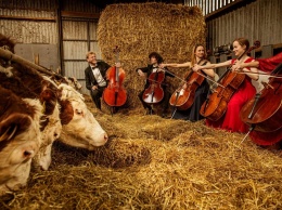 Коровам в Дании устраивают концерты классической музыки (ФОТО)