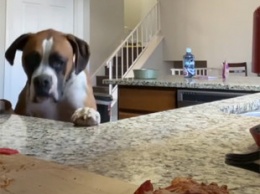 Собака провернула хитрую операцию по краже пиццы и рассмешила до слез
