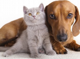Кто умнее - кошки или собаки: интеллект животных сравнили ученые