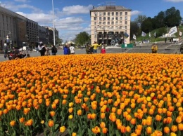 В центре Киева расцвели 100 тысяч голландских тюльпанов