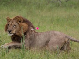 В Индии восемь львов заразились коронавирусом