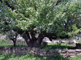 Самое старое дерево региона: в Одесской области расцвела 300-летняя груша