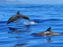 В Черном море живут более 250 тысяч дельфинов