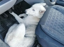 Во Львове патрульные спасли собаку, которую сбил и бросил умирать водитель