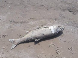 Крупную мертвую рыбу выбросило на берег реки в Запорожье