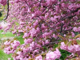 Иди смотреть: в Одесском ботсаду цветет пышная сакура