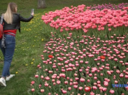 На Певческом поле расцвели более 700 тысяч тюльпанов