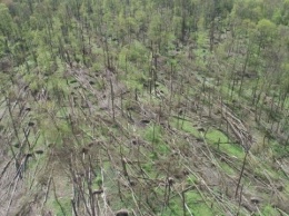 В Житомирской области от смерча пострадали 20 гектаров леса