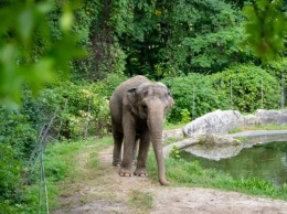 В США слониха судится с зоопарком - требует отправить ее в заповедник (ФОТО)