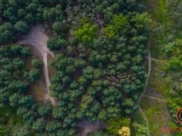 Уголок природы посреди огромного города: как в Днепре выглядит Фрунзенский лес солнечным майским днем