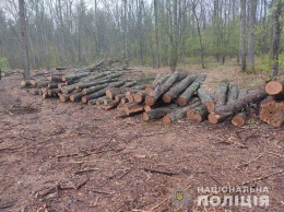 Полиция разоблачила масштабную схему хищения леса на Сумщине