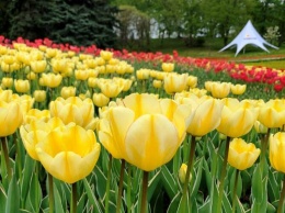 В столичном парке Певческое открыли ежегодную выставку тюльпанов