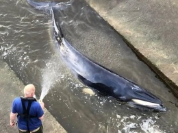 В Лондоне кит застрял на реке Темза