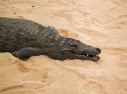 Внезапно: на пляже в Кирилловке заметили мертвого крокодила