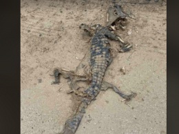 В Кирилловке на берегу Азовского моря нашли труп крокодила: фото