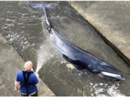 В Лондоне пытаются спасти заплывшего в Темзу китенка (ВИДЕО)