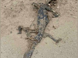 Под Мариуполем на пляже нашли труп крокодила, - ФОТОФАКТ