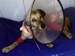 В Симферополе собирают деньги для оплаты лечения пса с перерезанным горлом