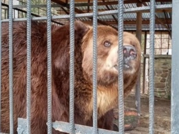 В реабилитационном центре «Синевир» умер косовский медведь Юра