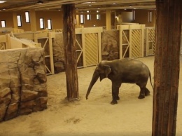 С бассейном и водопадом: в зоопарке показали новые "апартаменты " слонов