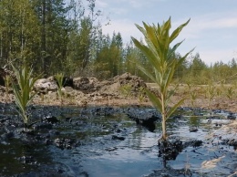 В Коми ввели режим ЧС из-за разлива нефти в реке