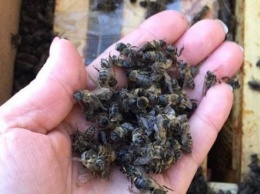 На Закарпатье миллионы пчел не пережили пересылку Укрпочтой