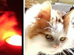 Кошка из Украины с "человеческим лицом" стала интернет-мемом
