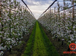 В Днепре цветут яблоневые сады: завораживающие фото