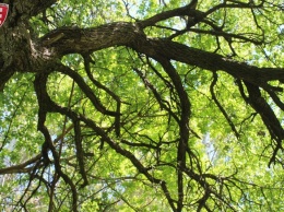 На территории Днепропетровщины обнаружили уникальные деревья (фото)