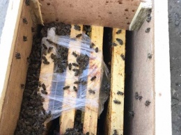 Внезапно: пчелы, которые якобы погибли в грузовике "Укрпочты", начали оживать