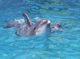 Пополнение: в одесском дельфинарии родился малыш