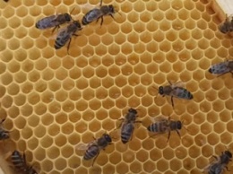 Пчелы "воскресли" после скандала с Укрпочтой: владельцы отказались забирать