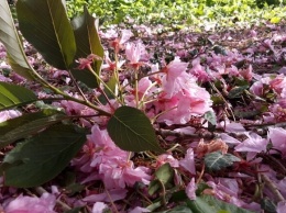 Обнаглели: в Одесском ботаническом саду вандалы вытоптали и поломали цветы