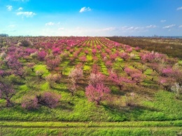Удивительное зрелище: под Одессой цветут персиковые сады