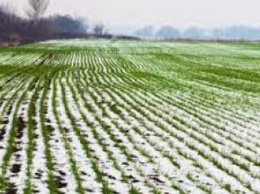Резкие перепады температур и влажный грунт привели к разрывам корневой системы: каким будет урожай на Днепропетровщине